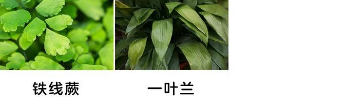 「你的育儿经」一盆绿植竟让孩子踏入“鬼门关”！这些植物有毒，别养