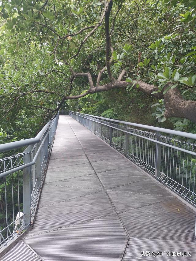 【山楂味的诗】走马观花，看顺德大良。