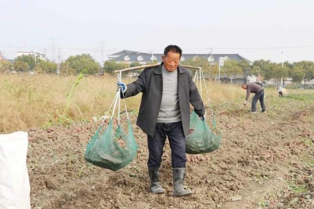 朱泾镇丨本镇长浜村的“田中宝”，冰淇淋红薯熟了，热乎乎甜糯糯的，你尝过了吗？