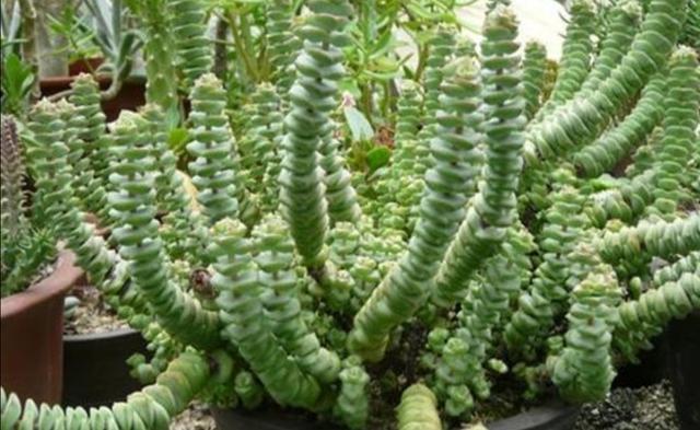 多肉钱串怎么养，才能长满花盆，株型更美观