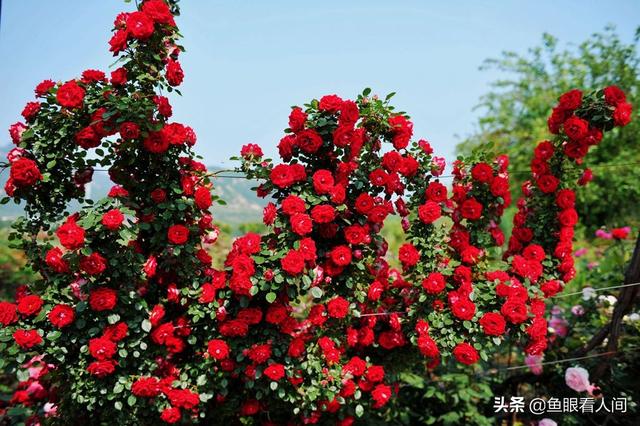 #世界那么大#初夏青岛春天享受 鲜花盛开 永远的20度