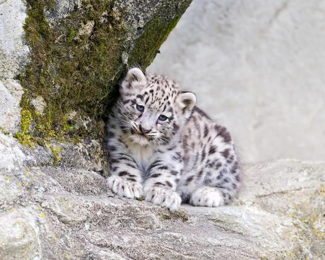 上线两天用户 10W+，这款 AI 知识图谱小程序有多牛？