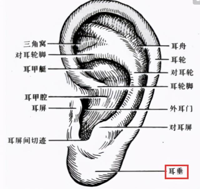 老中医教你七种方法拉拉耳朵，养肾止痛，延年益寿