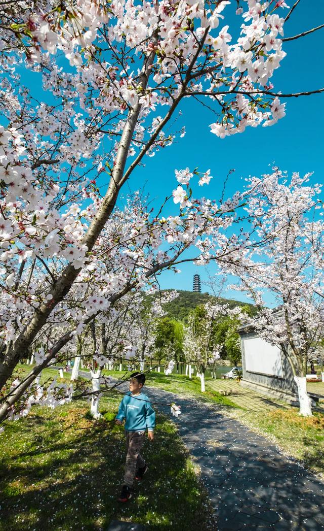 「趣旅游」趁樱色,入画来!