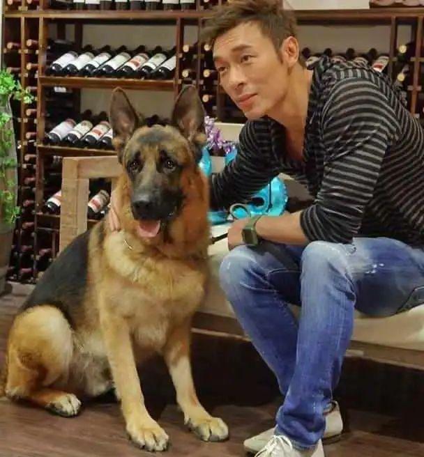 48岁郑秀文帮15岁爱犬按摩拉筋,尽职尽责陪它走完最后一程巴拉啦解说