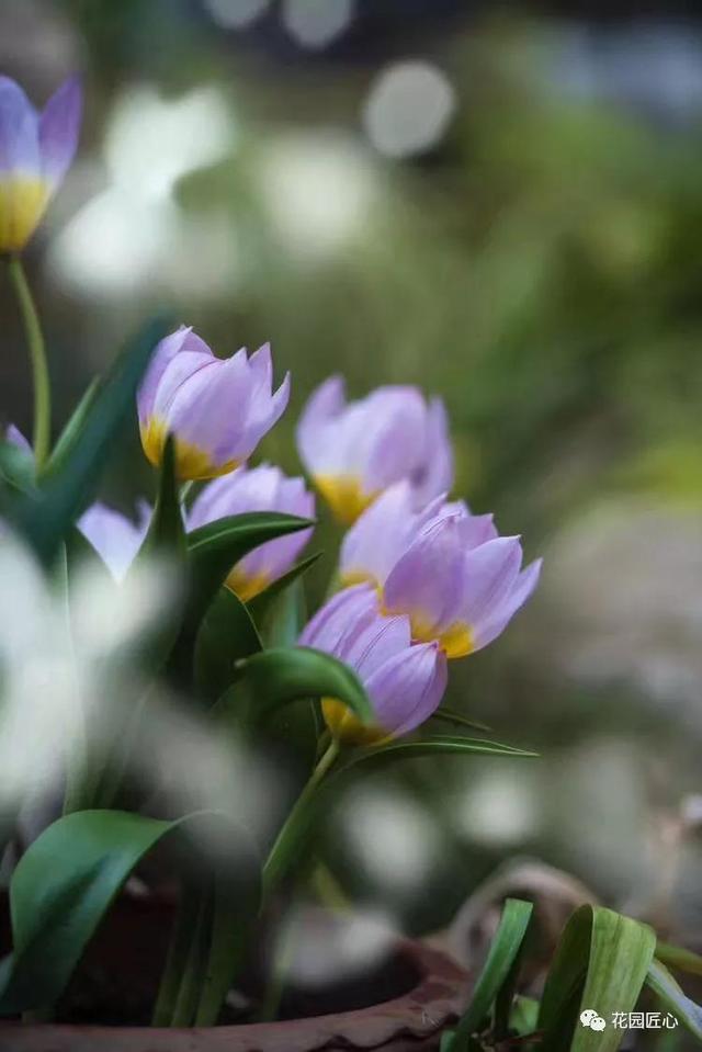 圆一个心中的花园梦……