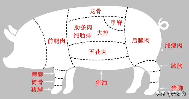 怎样区分猪肉部位，在烹饪中每个部位更适合做什么