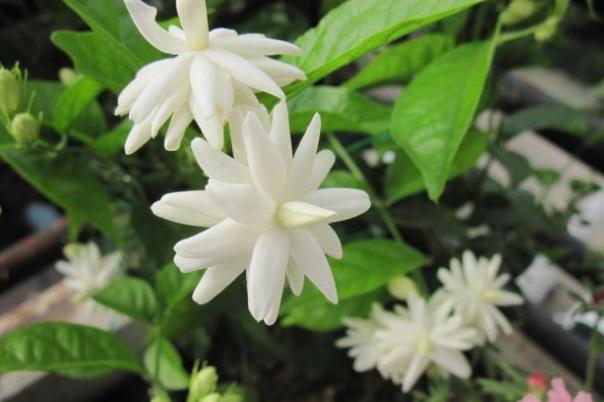 茉莉花怎么养才能枝繁叶茂，花开一茬接一茬