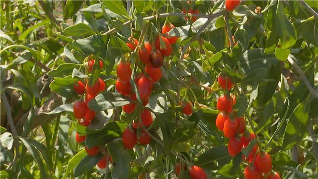 新华网客户端瓜州县:壮大多元富民产业 巩固提升脱贫成果