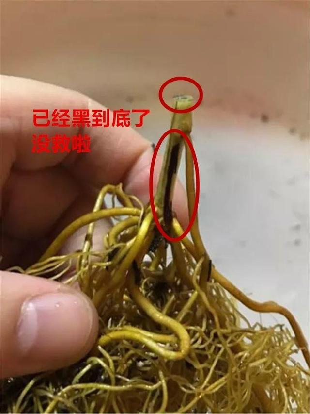 红蜘蛛|这10种花，年年收空盆，没点经验还真不敢养