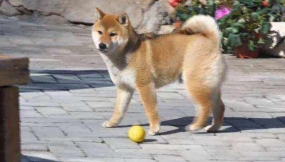 《向往》的两条狗怎么了？泪痕明显没活力，状态大不如前资讯早知道