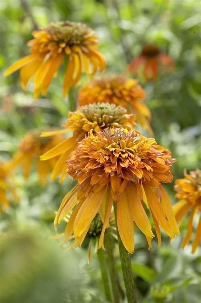 夏季庭院里一抹浓艳的色彩——松果菊