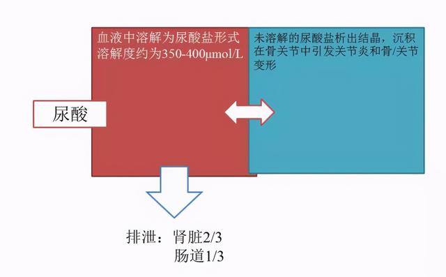 尿酸升高就是痛风？高尿酸血症和痛风有何区别？