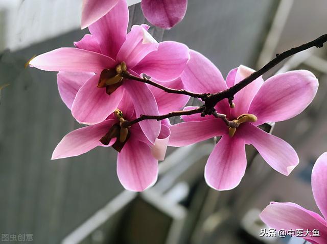 张廷模中药学讲稿 22 细辛 苍耳 辛夷 藁本 薄荷 牛蒡子