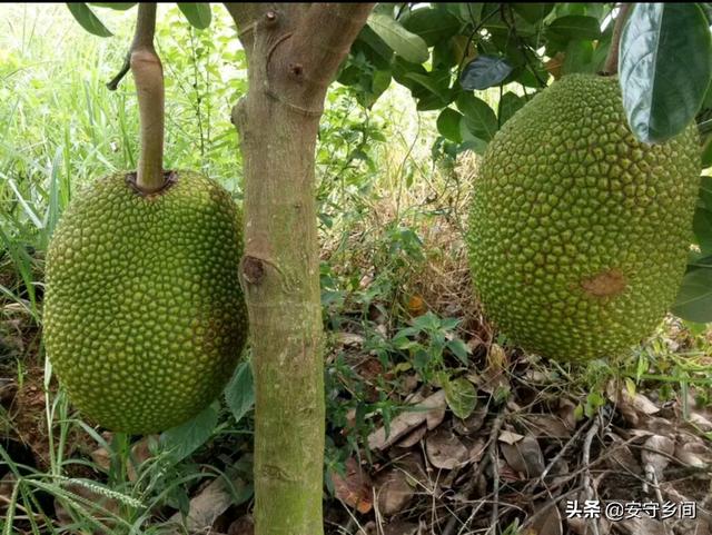 菠萝蜜炭疽病果及各种症状和防治方法,各品种介绍等等