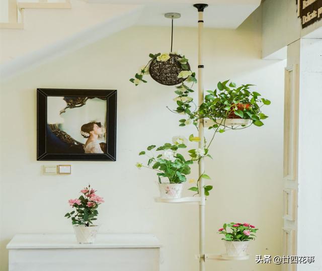 阳台很小，养不了太多花？巧用6个小方法，多养3倍还不止