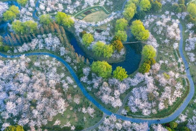 「趣旅游」趁樱色,入画来!