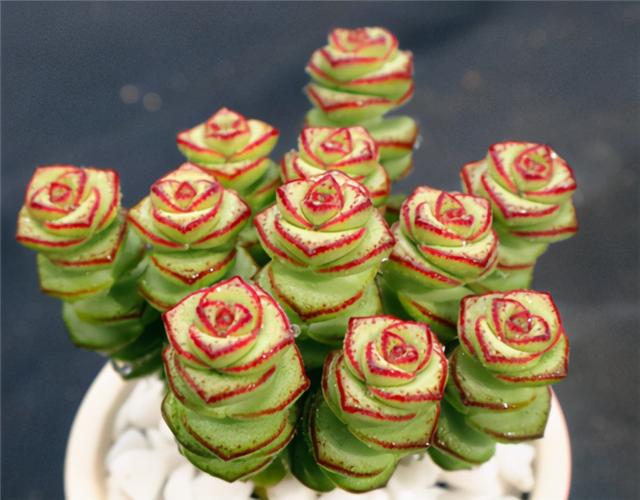 多肉“钱串子”，名字喜庆，带来吉祥财运