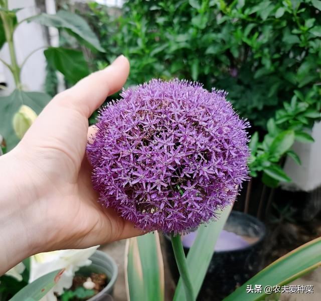 1种“巨葱”花，一朵手掌大，上有1000朵小花，美丽有趣