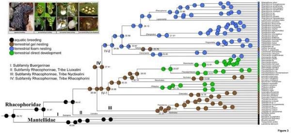 光明网▲树蛙科系统发育和进化研究取得进展