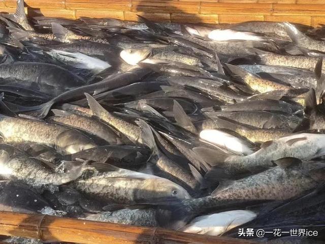 与白鲢一字之差，价值却远超白鲢，市场10元1斤，年底很抢手