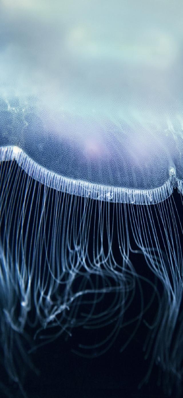 高清，OPPO的这组壁纸，被称为最有艺术感的壁纸