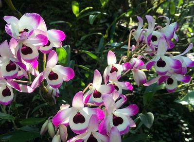 神农本草图经，薯蓣 菊花 甘草 人参 石斛 石龙芮