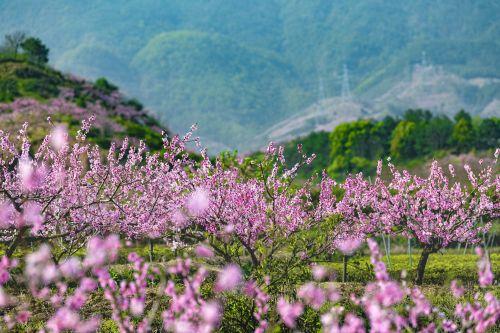 旅行柚子君:金华源东举办“云”上桃花节