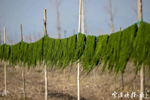 季节|我叫苔菜，不叫海苔！宁波人喜爱的这种美食，正大量上市