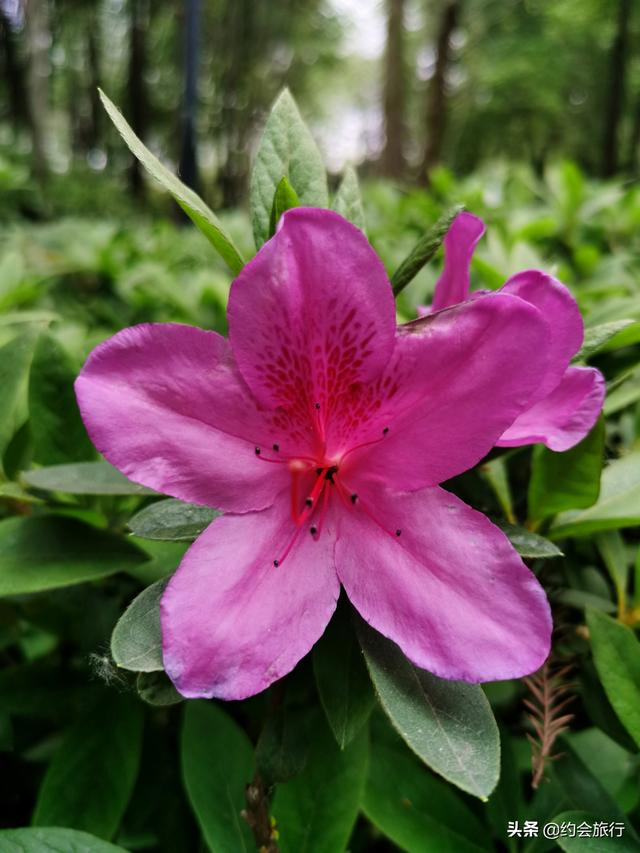 趣旅游▲五一小长假去武汉东湖绿道骑行，在百花与山水间探秘江城绮丽之春