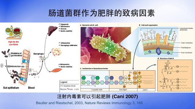 吃苦瓜减掉大肚腩，原来调理好肠道菌群可以减肥