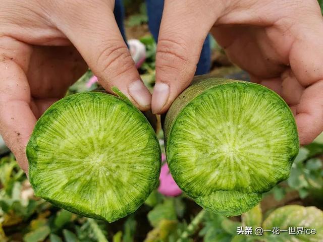 落地就碎、一咬嘎嘣脆，神话般的水果，如今到处假货，很难吃到了