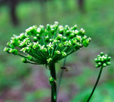 神农本草图经，薯蓣 菊花 甘草 人参 石斛 石龙芮