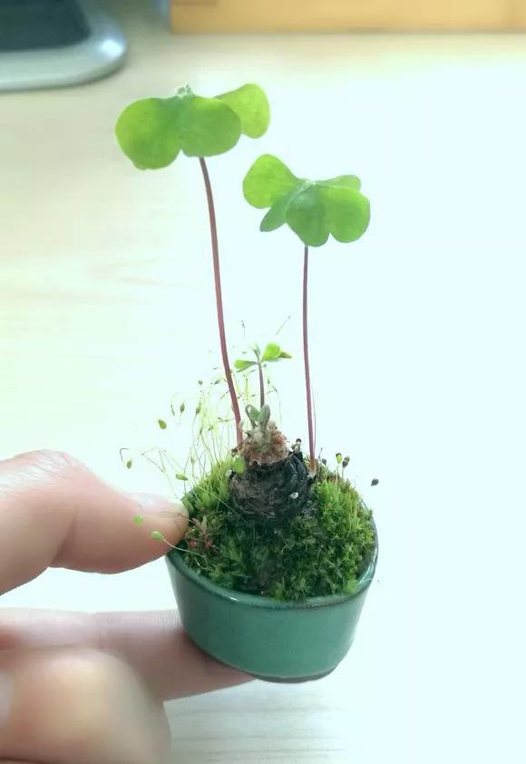 路边野草，种盆里变成值钱盆景，超好养还好看