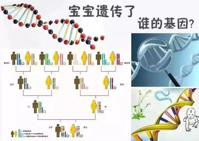 [落花忆梦]夫妻谁的基因决定了孩子智商和相貌？太准了