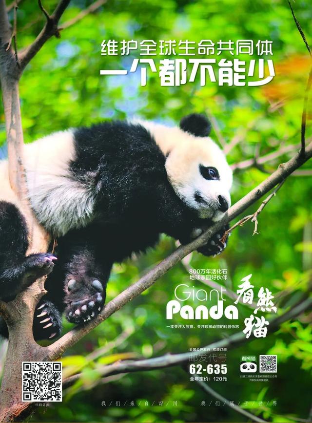 你的育儿经|出彩“滚滚”| 其实“滚滚”也有带娃的烦恼......
