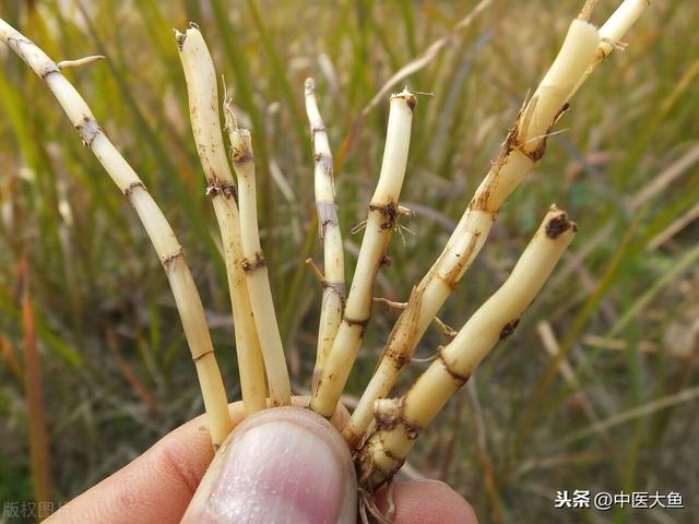 张廷模中药学讲稿 51 大蓟 地榆 槐花 柏叶 茅根 三七