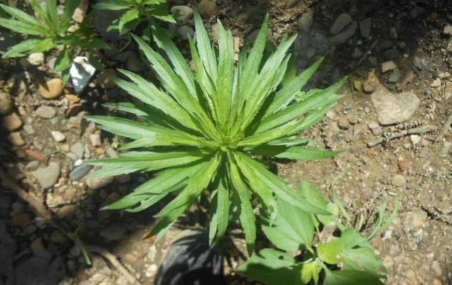 [你的育儿经]我的育儿观察——植物篇