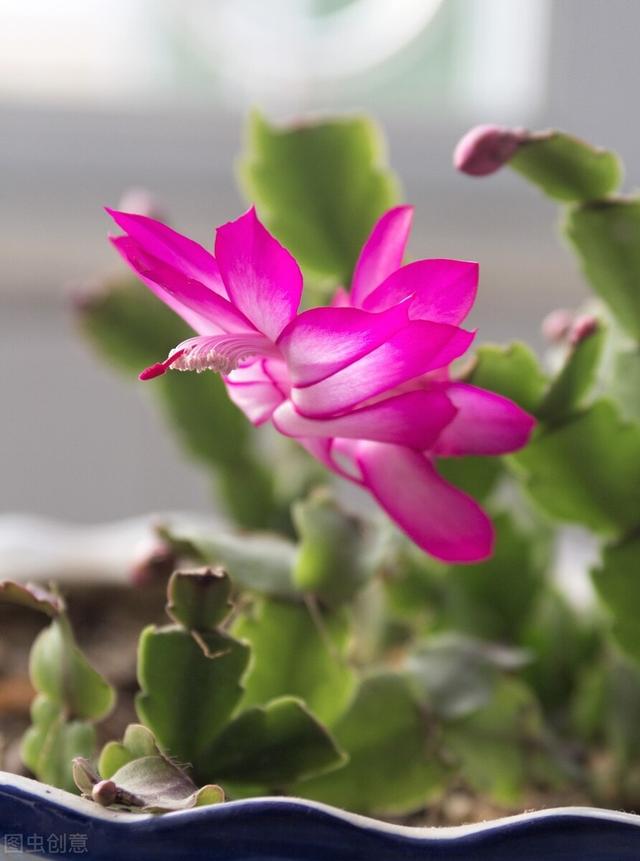 蟹爪兰开完花，3步就能打开复花“开关”，真的很简单
