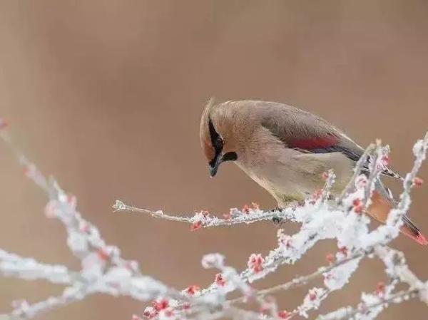 雪天开车不“打滑”烟台司机：冰雪路面行车技巧一定要知道