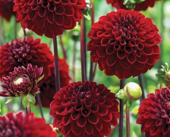 入冬后，院子里栽种的大丽花，这么整治一番，来年才能顺利开花