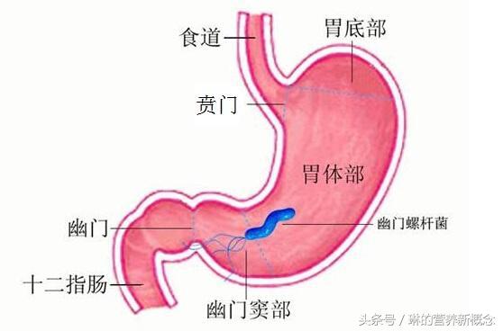 幽门螺旋杆菌到底有多可怕？