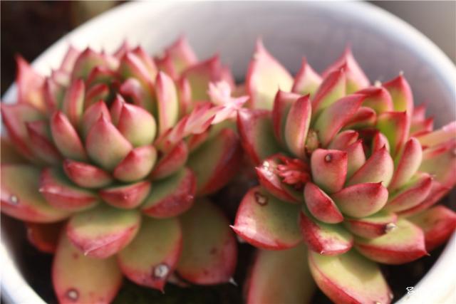 堪称励志，一颗十里挑一，几经坎坷的圣诞东云