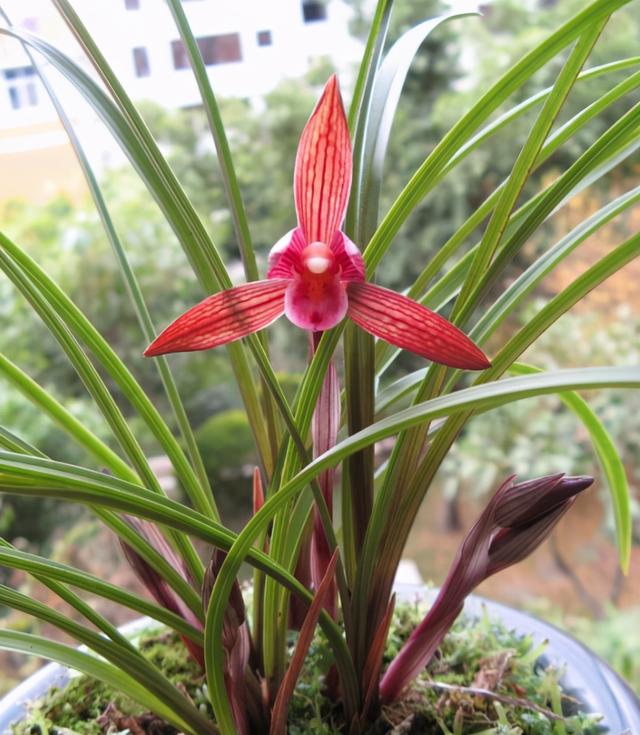 此兰花色红艳，花型大气，花开出架，是花迷喜爱的浓香品种