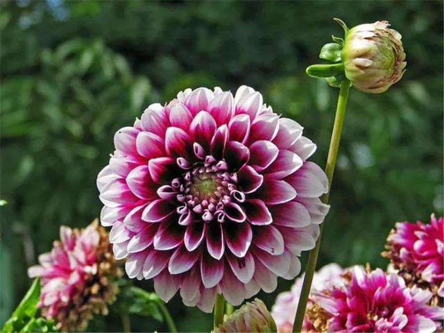 『新家大变样』大丽花开花比月季大,花型似菊花,块茎如地瓜,实在令人炫目