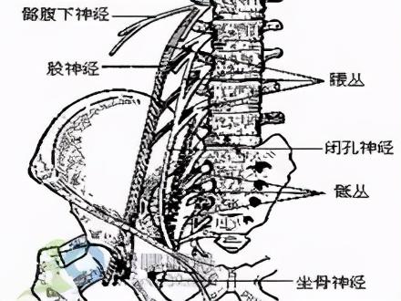 大腿外侧疼痛的几种原因