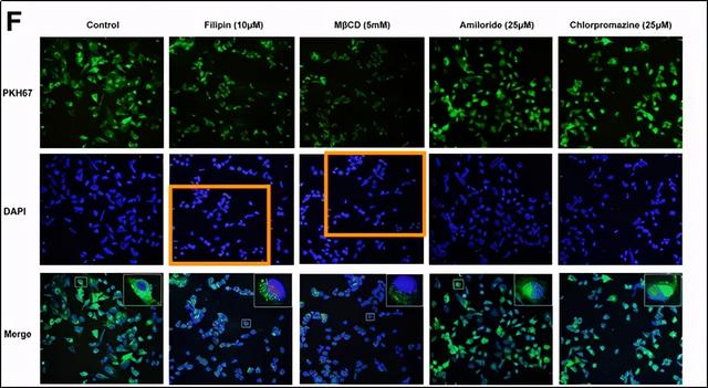 吉林大学第一医院多篇SCI”上榜”PubPeer