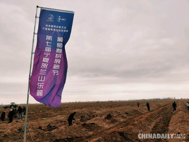 葡萄|宁夏，贺兰山东麓葡萄藤睡醒了