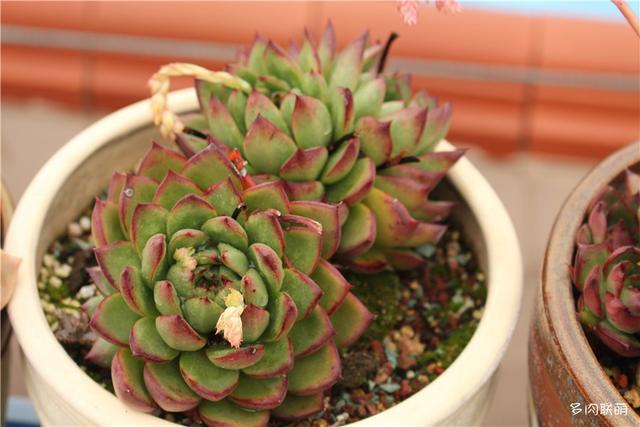 堪称励志，一颗十里挑一，几经坎坷的圣诞东云