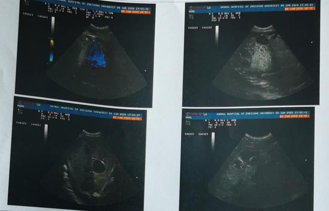 『超级宝妈』杭州一家幼儿园里的“萌宠”难产去世，瞒着小朋友？再找一只？还是说实情？老师纠结了……